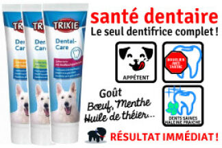 Dentifrice pour chien : pâte, spray ou solution buvable ?