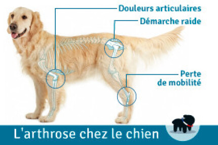 arthrose chien