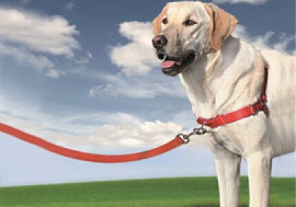 harnais anti traction