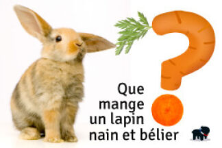 Que mange un lapin ? Nourriture lapin nain et bélier