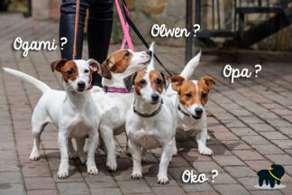 Prénom chien 2018 : nom chien mâle, nom chien femelle