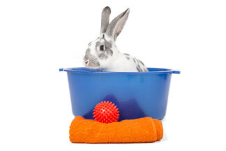 Peut-on laver un lapin ? Comment laver un lapin ?