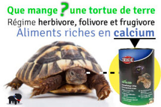 Que mange une tortue ? Nourriture pour tortue de terre Hermann