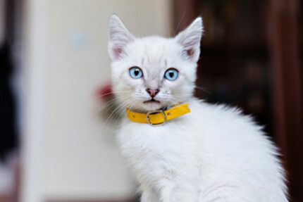 Collier chat anti étranglement personnalisé, sécurité !