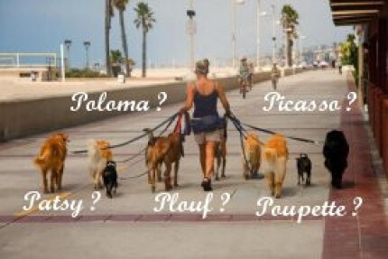 prenom de chien 2019