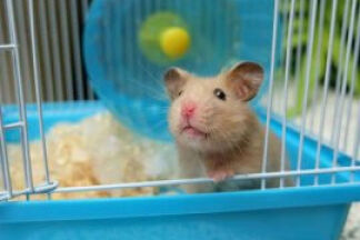 Cage Hamster, conseil d'achat !