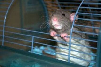 cage rat 