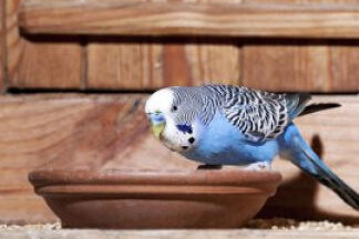 Que mange une perruche ? Alimentation perruche, nourriture