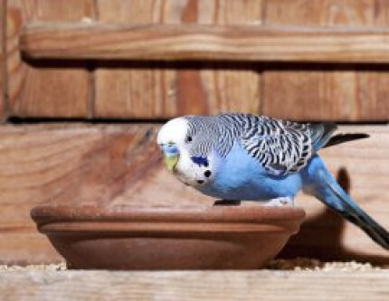 ALIMENTATION PERRUCHE