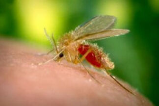 Phlébotomes, leishmaniose chien, symptôme, traitement !