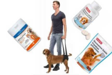 PARALYSIE CHIEN TRAIN ARRIERE