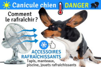 Canicule chien, Comment rafraîchir un chien !