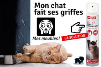 Comment l'empêcher, mon chat fait ses griffes partout ! 