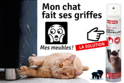 chat griffe