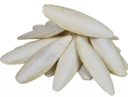 os de seiche tortue oiseaux