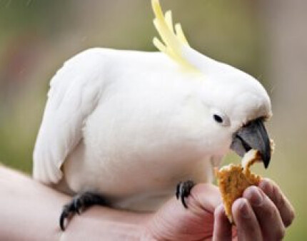 alimentation perruche