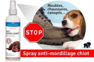 Chiot qui mordille, jusqu'à quel âge un chiot mordille