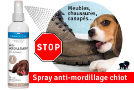 CHIOT MORDILLE