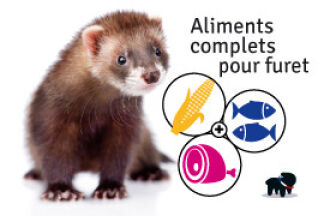 Que mange un furet ? Nourriture furet, alimentation
