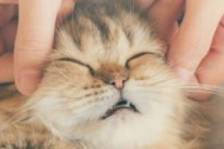 Anti stress chat naturel, calmer un chat, anxieux, haletant