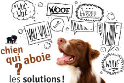 Chien qui aboie : Pourquoi ? Nos solutions ! 