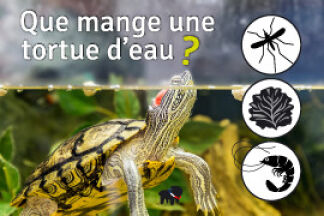Que mange une tortue d'eau ? alimentation tortue d'eau