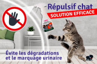 Mon chat fait pipi partout : explication, solution !