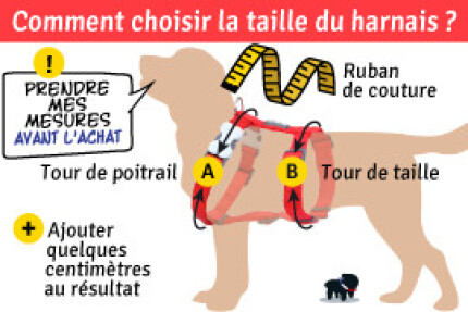 taille harnais chien