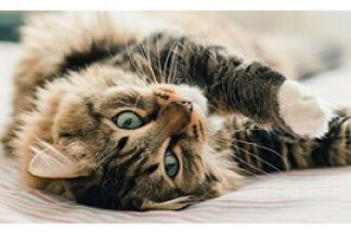 Huile essentielle : Répulsif chat,  naturelle et efficace