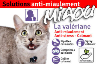 Miaulement, chat qui miaule la nuit, tout le temps, stop !