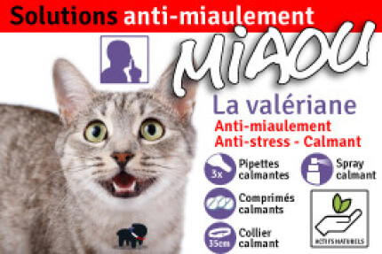 chat miaule 