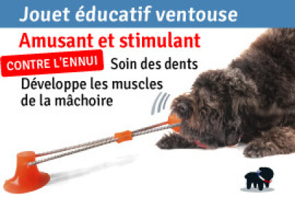 Jouet chien ventouse : test produit, prix, efficacité !