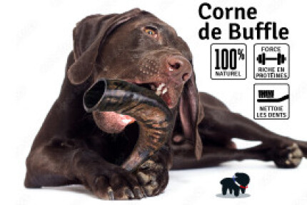 Corne de buffle chien : Corne 100 % naturelle & sélectionnée