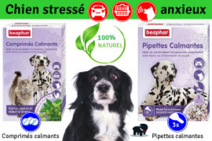 Chien stressé, anxieux, solutions anti stress !