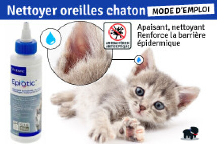 Nettoyer oreille chaton, oreille sale : mode d'emploi !