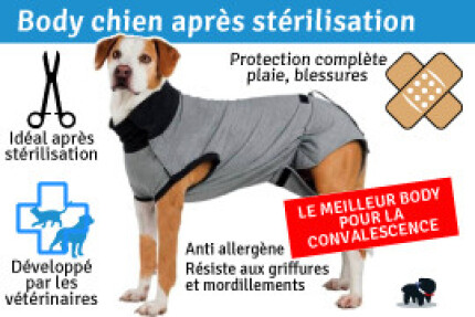 Body pour chien après stérilisation, Tee shirt après opération !