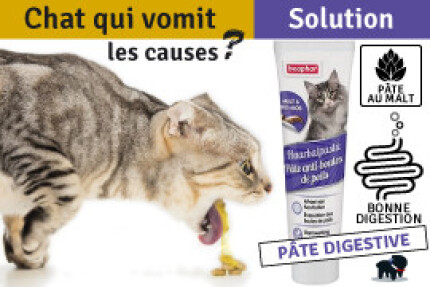 Le chat qui vomit, Causes et Solutions