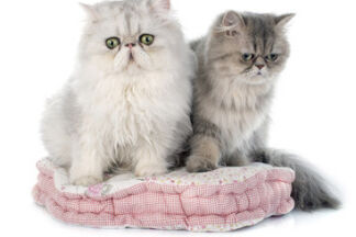 Chat persan, toilettage et soins.