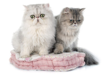 Chat persan, toilettage et soins.