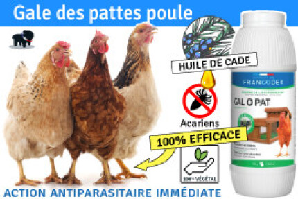 Gale des pattes poule, Conseil, Remède, Résultat !