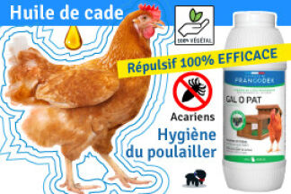 Huile de cade poule : Utilisation, Prix, Efficacité !