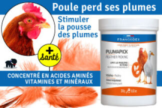 Poule perd ses plumes ? Conseil, explications !