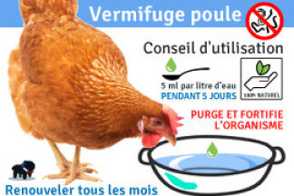 Vermifuge poule : Tous nos conseils, utilisation et précaution !