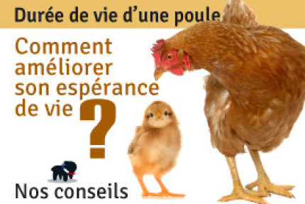 Durée de vie d'une poule, espérance de vie, conseils !