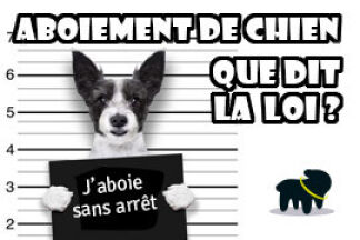 Nuisance sonore chien : Que dit la loi ? 