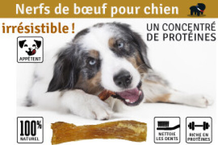 Nerf de bœuf pour chien, conseil d'utilisation