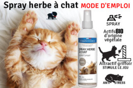 Spray herbe à chat, conseil d'achat, à partir de 5.99 € 
