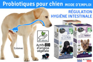 Probiotique chien : Quel effet sur la flore intestinale du chien ?