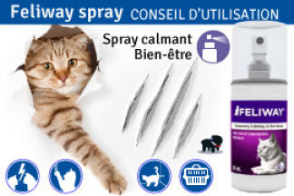 Feliway spray : conseil d'utilisation !