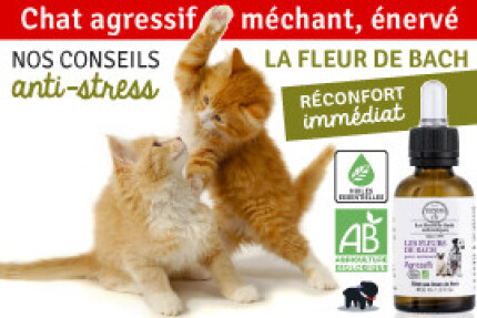 Chat agressif, méchant, énervé : nos conseils ! 